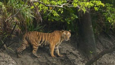 Sundarbans Tigress Sohani Dies After Companion’s Death