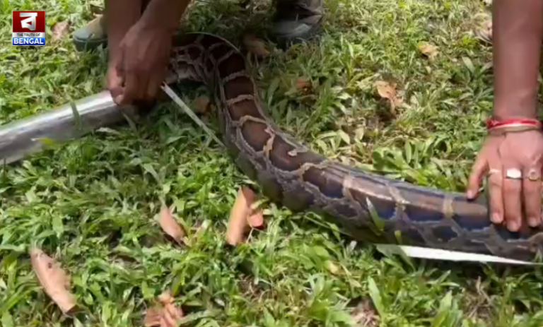 Python Rescue: Three Giant Pythons Saved From Locality