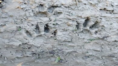 Tiger Tracks Spark Fear in Gosaba’s Gar Library Panchayat