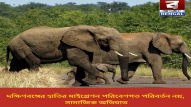 south-bengals-elephant-migration-is-not-an-environmental-change-but-a-social-impact