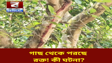 tree-mystery-ghatal-village