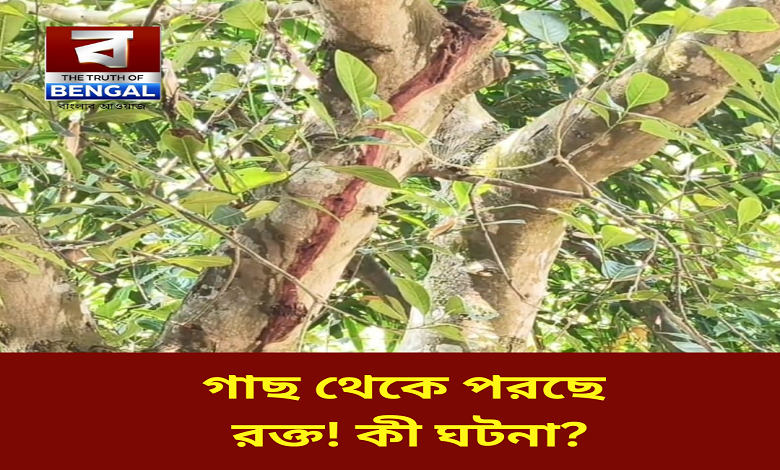 tree-mystery-ghatal-village