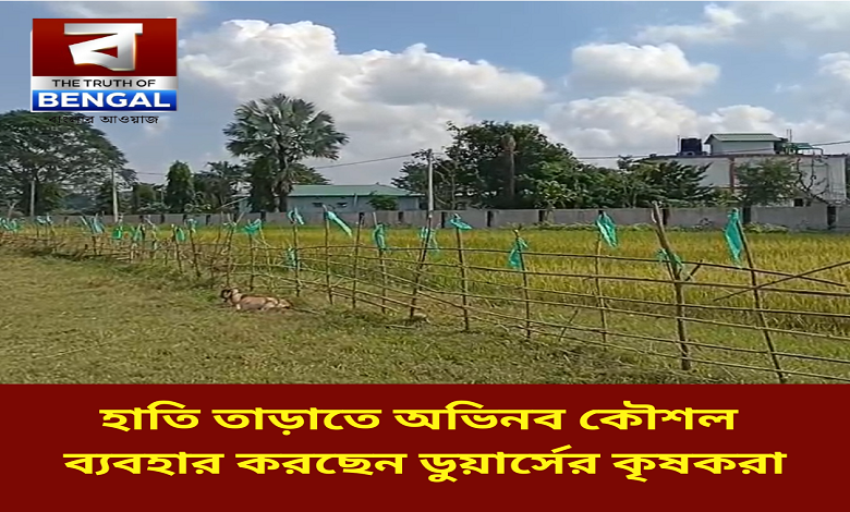 elephant-control-dooars-paddy-fields