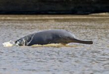 jagaddhatri-puja-chandannagar-history-krishnanagar-origins-2024-procession