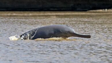 jagaddhatri-puja-chandannagar-history-krishnanagar-origins-2024-procession