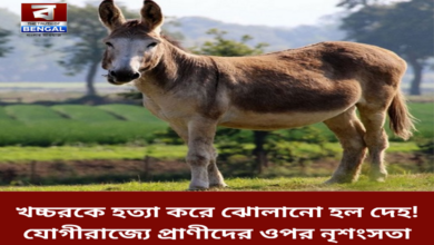 mule-killed-and-body-hung-cruelty-to-animals-in-yogi-rajya