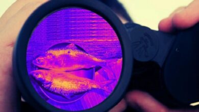 bangladesh-warships-helicopters-protect-hilsa-fish