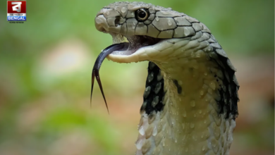 snakebite kerala