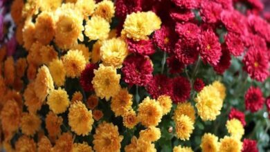 floriculture-centres-nadia-darjeeling-dutch-collaboration