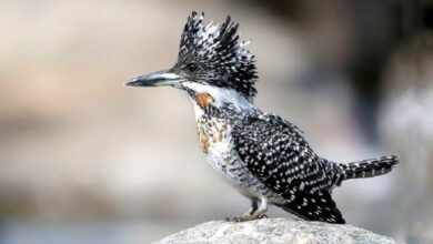 sundarbans-birds-kingfisher-population-increase