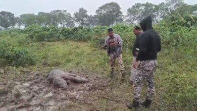 baby-elephant-found-dead-siliguri-tea-garden-forest-department-investigation