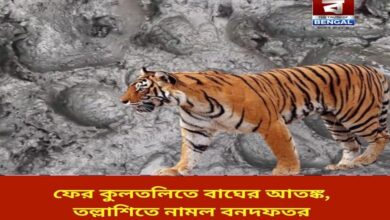 tiger-scare-in-kultali-again-forest-department-launches-search-operation