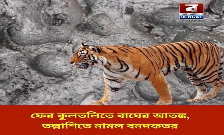 tiger-scare-in-kultali-again-forest-department-launches-search-operation