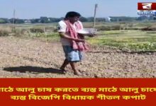 BJP MLA Sheetal Kapat busy cultivating potatoes in the field