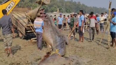 giant-shark-talsari-beach-odisha