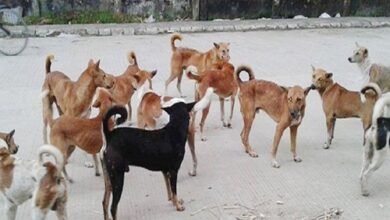 stray-dogs-are-causing-panic-in-canning-with-allegations-of-them-biting-over-a-hundred-people