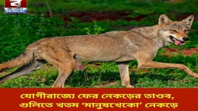 in-uttar-pradesh-a-wolf-rampage-has-occurred-again-the-man-eating-wolf-was-killed-in-a-shootout