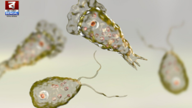 brain eating amoeba