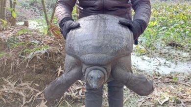 rare-peacock-softshell-turtle-rescued-bagnan-howrah-environmentalists