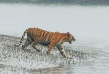 ai-based-digital-guard-to-prevent-human-tiger-conflict-in-sundarbans
