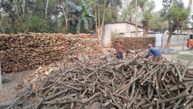 balurghat-khaspur-rural-hospital-illegal-encroachment-wood-business