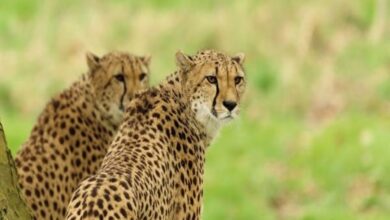 botswana-cheetahs-arrive-in-india-kuno-national-park