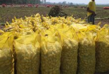 a-grand-gift-from-the-state-government-on-farmers-day-state-sets-potato-price-at-₹950-per-quintal