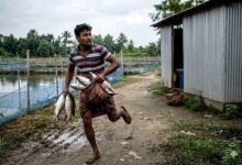 tmc-councilors-arrested-fish-theft-awas-yojana-cut-money-scam