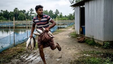 tmc-councilors-arrested-fish-theft-awas-yojana-cut-money-scam