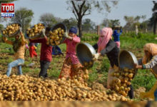singur-potato-corridor-west-bengal-agri-hub