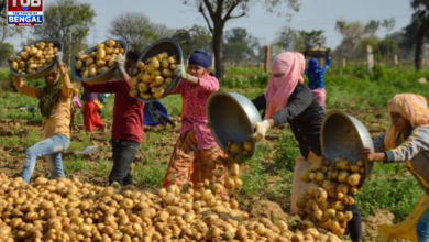 singur-potato-corridor-west-bengal-agri-hub