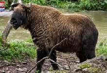 mishmi takin
