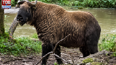 mishmi takin