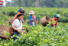 north bengal tea estate