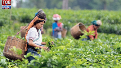 north bengal tea estate