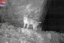 rare-eurasian-lynx-camera-trapped-sikkim-first-time