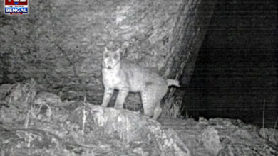 rare-eurasian-lynx-camera-trapped-sikkim-first-time