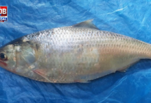 ghazipur hilsa