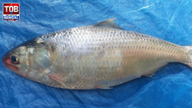 ghazipur hilsa