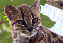 new-wild-cat-species-leopardus-tilcayo-bolivia-yungas