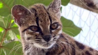 new-wild-cat-species-leopardus-tilcayo-bolivia-yungas