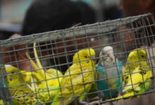 galiff-street-pet-market-wildlife-sale-ban-calcutta-high-court