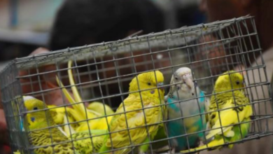 galiff-street-pet-market-wildlife-sale-ban-calcutta-high-court