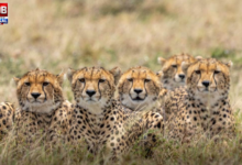 kuno national cheetahs