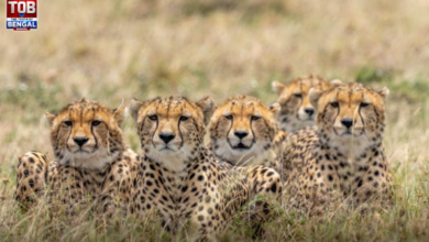 kuno national cheetahs